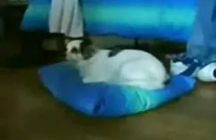 XXX दो गर्लफ्रेंड दुलार मुंडा दरारें में एक फट हिंदी वीडियो सेक्सी फुल मूवी के एक एकल सेक्स जुनून